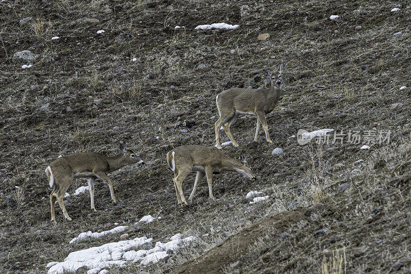 白尾鹿(Odocoileus virginianus)，也被称为白尾鹿，是一种土生土长的美国中型鹿。